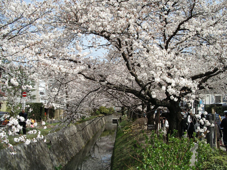 Japan Kirschblüten 2025 Jetzt ist die perfekte Zeit zum Planen und