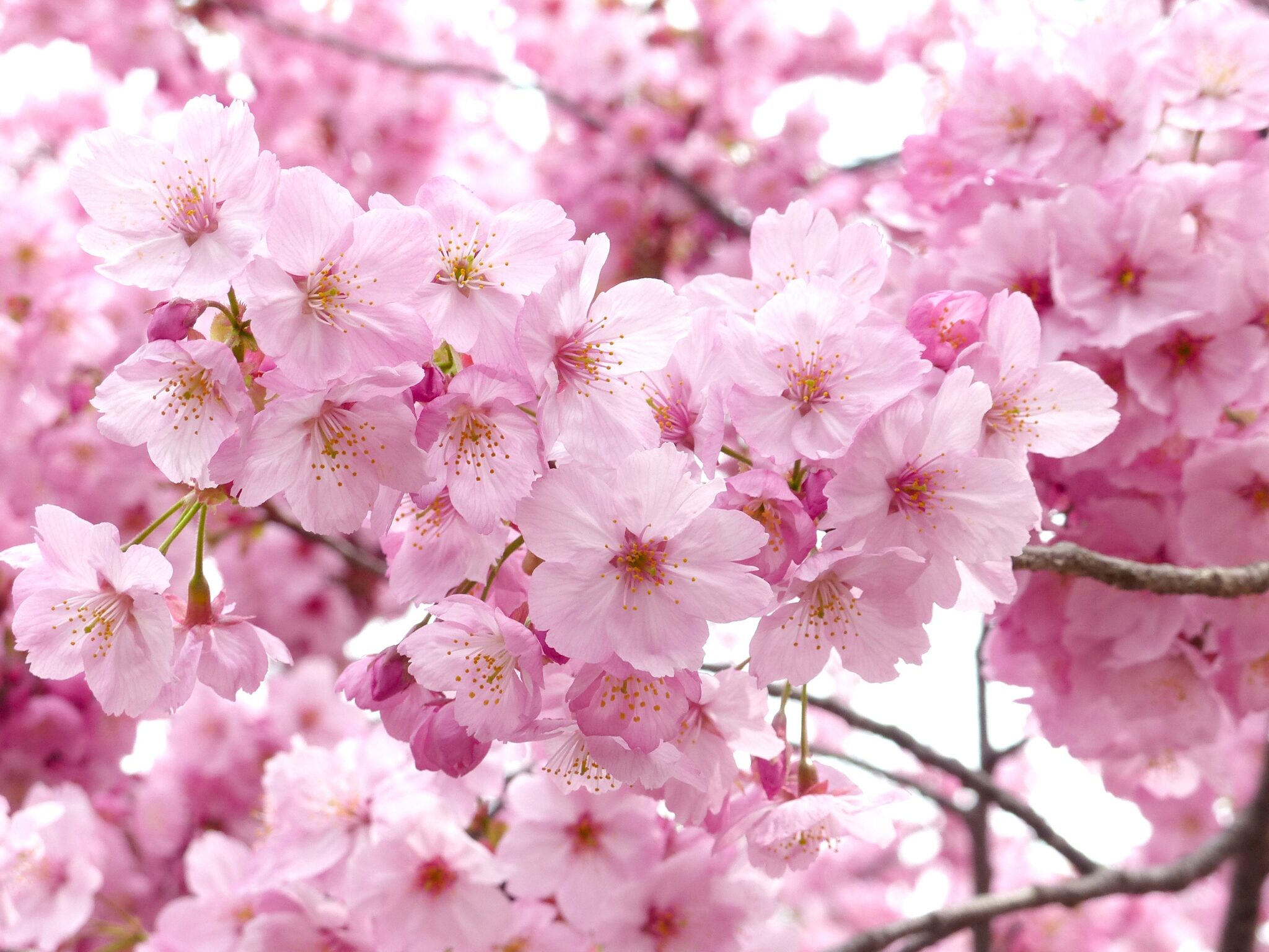 Japan Kirschblüten 2025 Jetzt ist die perfekte Zeit zum Planen und